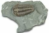 Prone Flexicalymene Trilobite - Ohio #319123-1